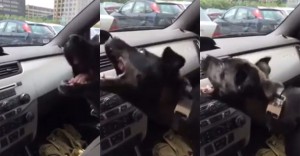 Humor: Sim, os animais também amam ar-condicionado! Humor: Sim, os animais também amam ar-condicionado!