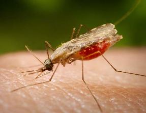 LG cria ar condicionado que repele mosquitos 