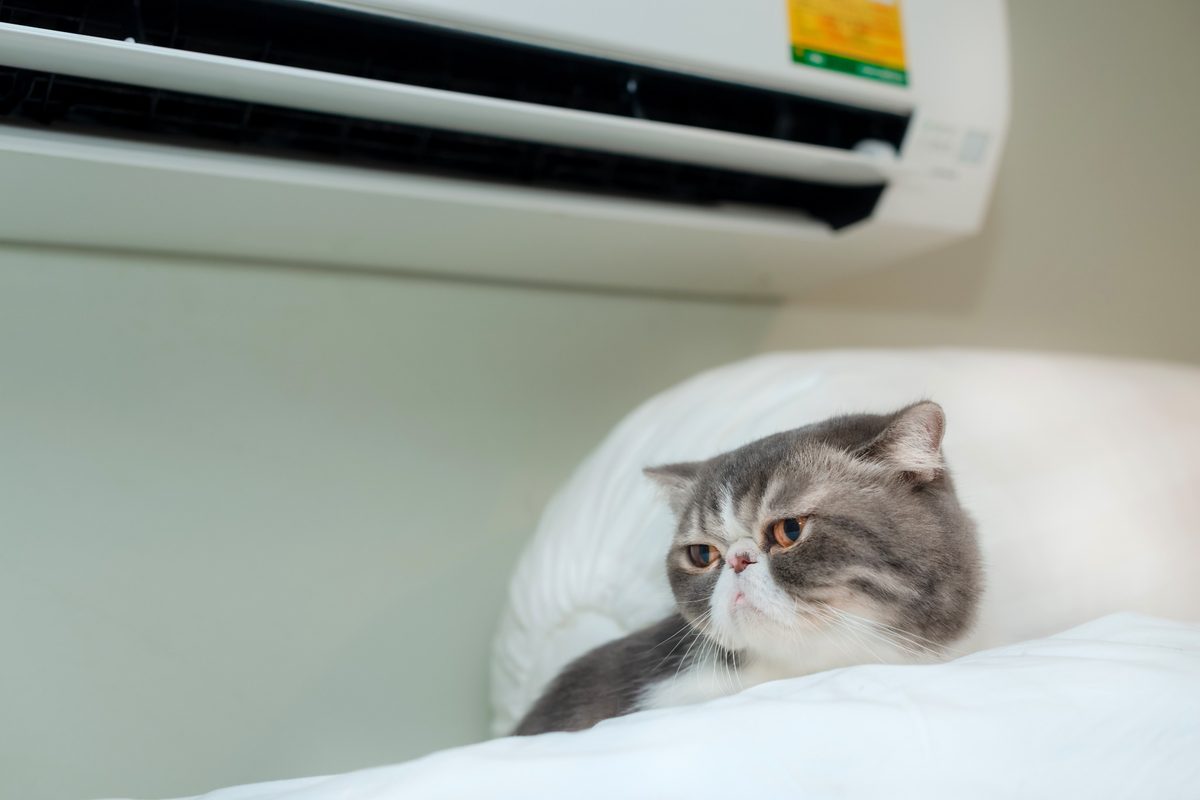Gato cinza e branco deitado em cama próxima a ar-condicionado split, ilustrando a temperatura ideal de ar-condicionado para pets